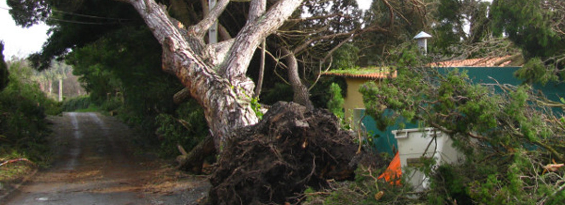 Tree Removal Halewood