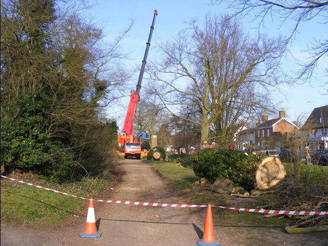 Tree Removal Sefton