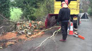 Tree Services Sefton